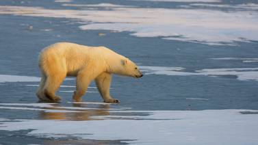 Los contaminantes químicos constituyen otra amenaza para los osos polares
