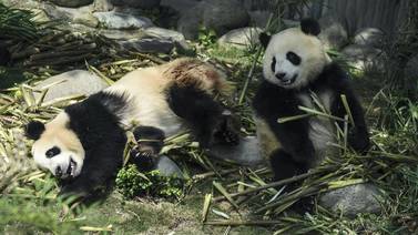 China descifró el lenguaje de los osos panda 
