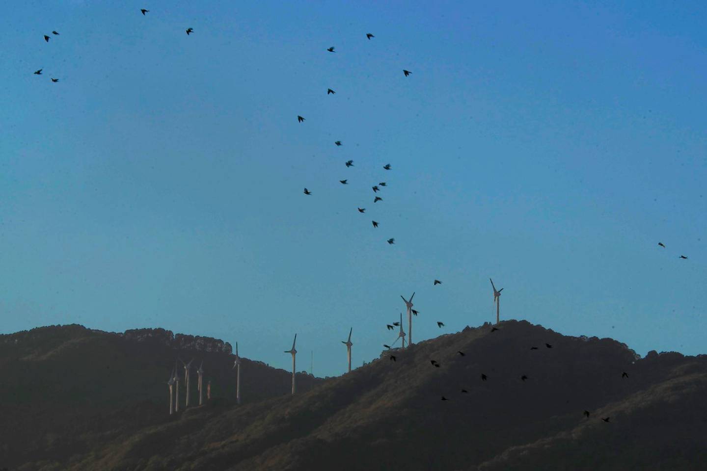 En Cedral de Mora, las eólicas giran a más velocidad por las fuertes ráfagas que rondan los 60 km/h, mientras que en Guanacaste sobrepasan los 100 km/h. Foto: Rafael Pacheco.