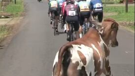 Imperdible: vaquilla se unió a la caravana del Tour de San Carlos y persigue a los ciclistas