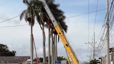 Centenarias palmeras en Tibás fueron cortadas por riesgo para vecinos