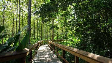 Un paseo en Sarapiquí le permitirá conocer los árboles más grandes de Costa Rica