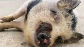 Cerdos como mascota también pueden enfermar de peste porcina africana, advierte Senasa
