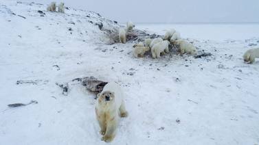 Cincuenta y seis osos polares ‘atrapados’ en las afueras de una aldea en el extremo noreste de Rusia