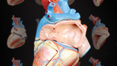 Proteína regeneraría células cardíacas tras infarto