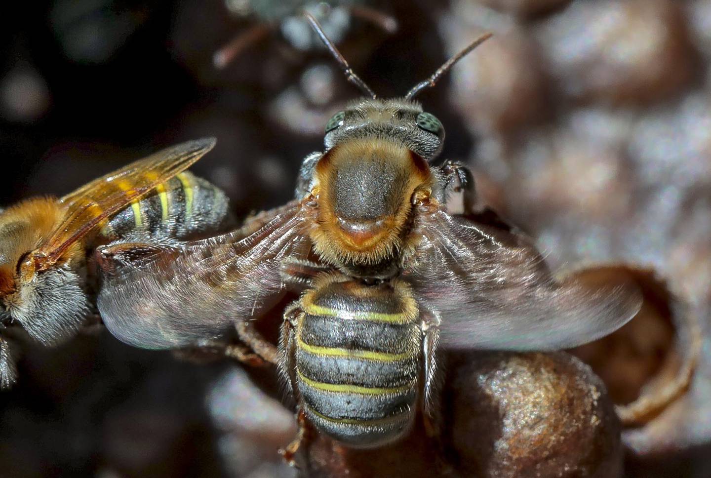 Fipronil: Gobierno mantiene uso agrÃ­cola de plaguicida letal para abejas pese a informe tÃ©cnico