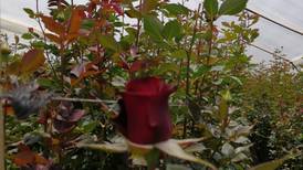 Floricultores de Llano Grande venden sus rosas a domicilio pues coronavirus apagó la demanda 