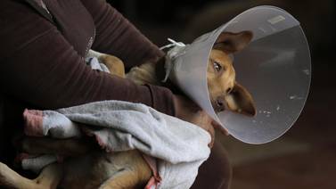 ANPA alcanzó 140.000 castraciones de perros y gatos