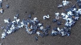 Dragones azules invaden playas de El Salvador: ¿qué son y por qué tan peligrosos?
