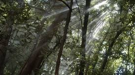 Costa Rica es un modelo mundial de manejo boscoso