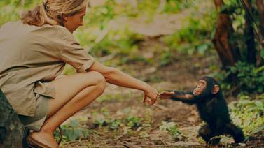 Los chimpancés “estrechan la mano” según su grupo social