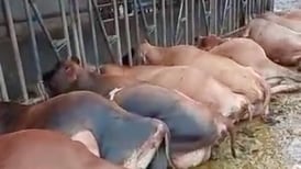 (Video) Descarga eléctrica causada por fuertes vientos mató a 25 vacas en lechería de Bagaces