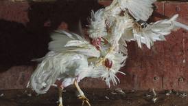 Ottón Solís: Los gallos 'son una especie predispuesta genéticamente para las peleas'