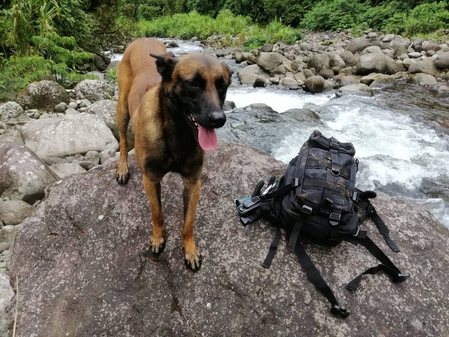 Los perros adiestrados, como ete pastor belga malinois,  son de gran ayuda en los operativos de búsqueda en montañas. Foto: Cortesía Cruz Roja.