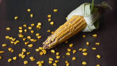 Estados Unidos da un paso más en su disputa con México por maíz transgénico