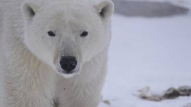 Oso polar mata a dos personas en zona remota de Alaska