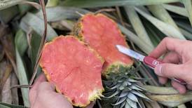 Producción ilegal de piña rosada pone en riesgo exportaciones, advierten autoridades fitosanitarias