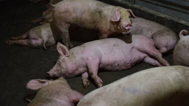 Nueva cepa de virus de gripe porcina podría causar otra pandemia