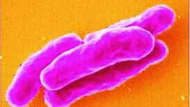 Bacterias y hongos se 'disfrazan' para 'burlar' a los medicamentos