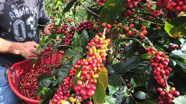 Cosecha mundial de café 2023-2024 enfrentará menores precios por aumento en la producción