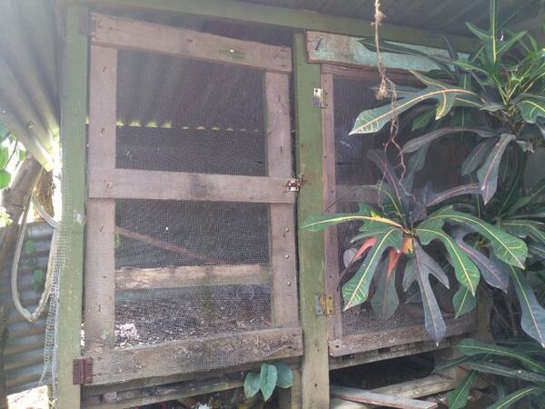 Esta es la jaula en las cuales estaban las dos loras. Para el Minae el espacio era muy reducido y tenían mala alimentación.