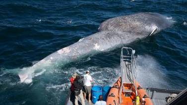  Rutas de ballenas azules y barcos coinciden en el mar  