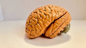 El cerebro humano moderno apareció hace menos tiempo de lo que se pensaba, según un estudio