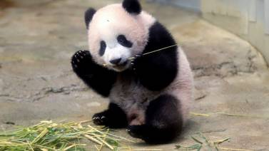 Un osezno panda nacido en Japón se estrena ante la prensa