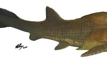 Descubierto en China el  fósil más antiguo de un pez con mandíbula
