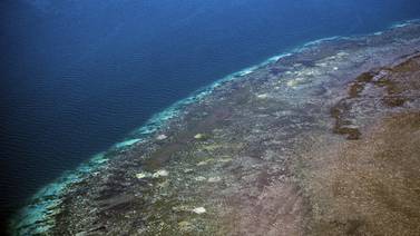 Gran Barrera de Coral puede perder 25% de arrecifes en 40 años por el calentamiento
