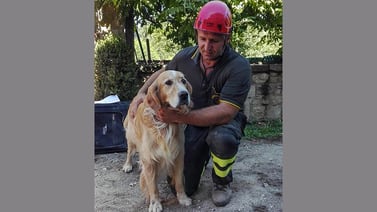 Este perro sobrevivió nueve días bajo los escombros después del terremoto en Italia