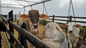 Costa Rica aumentó sus exportaciones de carne bovina a 33.000 toneladas en el 2021