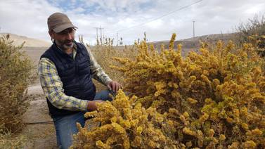 Científicos chilenos buscan cómo resforestar el desierto más árido del mundo