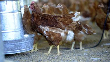 Pollo, huevos y cerdo podrían subir de precio por alto costo de granos