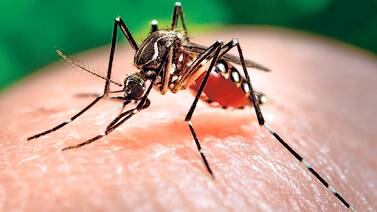 Salud confirma la primera muerte por dengue desde  2010