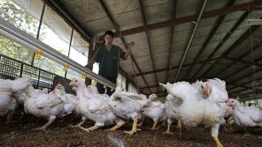  Pollo sube de precio por alzas en los costos de producción