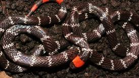 Veneno de serpiente de Costa Rica podría servir en lucha contra epilepsia