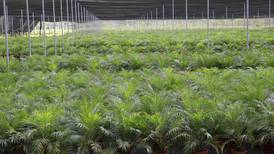 Fuerte repunte en exportación de plantas ornamentales permite regularizar jornadas