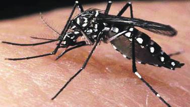 Daños en sistema nervioso por zika serían respuesta del cuerpo ante el virus
