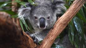 Invasión humana ameneza a koalas en Australia