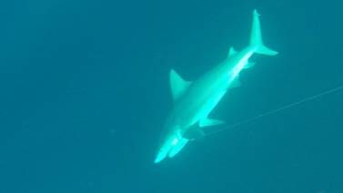 Guardaparques frustran captura de un imponente ejemplar de tiburón toro