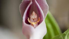 Jardín Botánico Lankester lidera investigación de orquídeas en América