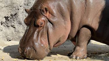 ‘Gen-chan’: El hipopótamo macho en México que resultó ser hembra en Japón
