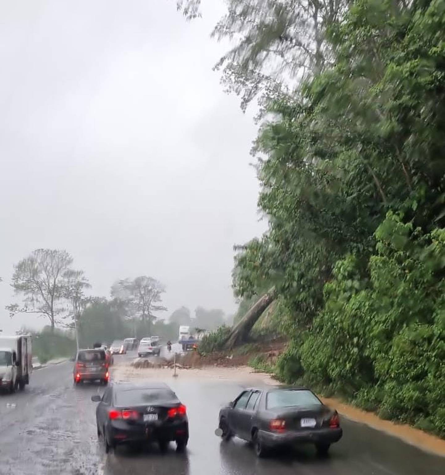 Cerca del puente del río Toro Amarillo, en Guápiles, un arbol cayó sobre la ruta 32 y afectó el paso por uno de los carriles esta mañana. Las autoridades piden precaución a conductores en el Caribe. Foto: Reiner Montero.