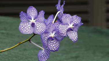 Más de mil orquídeas le esperan en San Carlos este fin de semana
