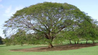 Guanacaste e higuerón: árboles muy distintos, pero que ticos confunden con facilidad