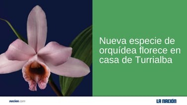 Nueva especie de orquídea florece en casa de Turrialba