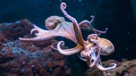 Pulpos y calamares son 'una mina de oro' para entender alzhéimer y párkinson