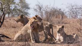 Elefante mató a cazador que luego fue devorado por una manada de leones