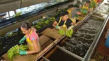   Producción bananera de Costa Rica se estanca